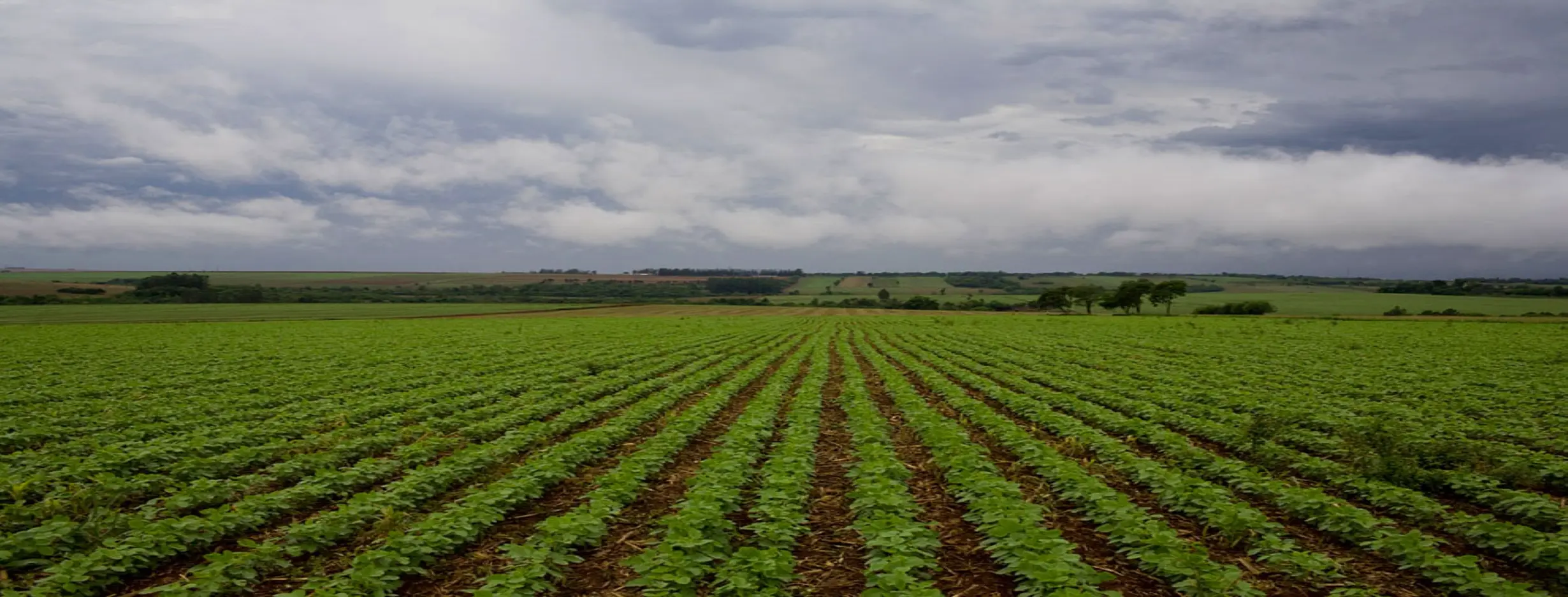 Image for Agricultural Prosperity